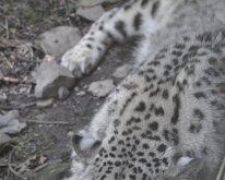 DSC_2020 Snow Leopard escaping the sun and the heat -- Central Park Zoo, Manhattan, NYC -- 1 July 2012